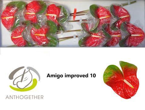 Anthurium Andreanum Grp Amigo Improved