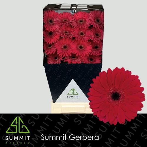 Gerbera grootbloemig Barones
