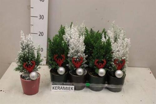 Chamaecyparis lawsoniana 'Ellwoodii'