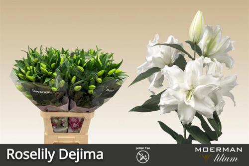 Lilium (Oriental Grp) 'Dl111935'