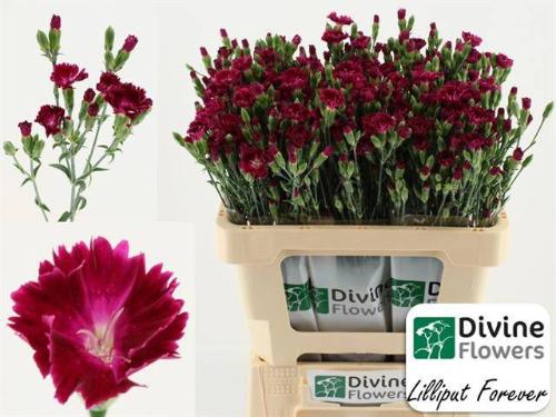 Dianthus Lilliput Forever