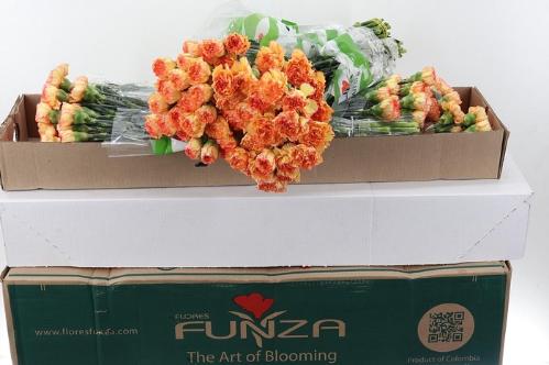 Dianthus standaard Boiro