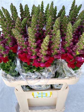 Antirrhinum majus 'Opus Red'
