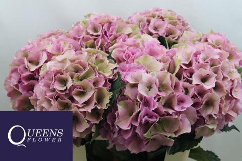Hydrangea macrophylla Royal Palace (classic)