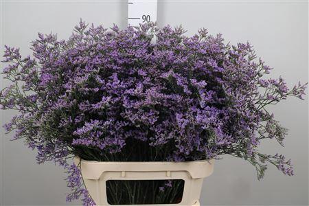 Limonium Safora Classic Blue