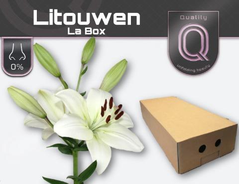 Lilium Longiflorum x Aziatische Grp 'Litouwen'