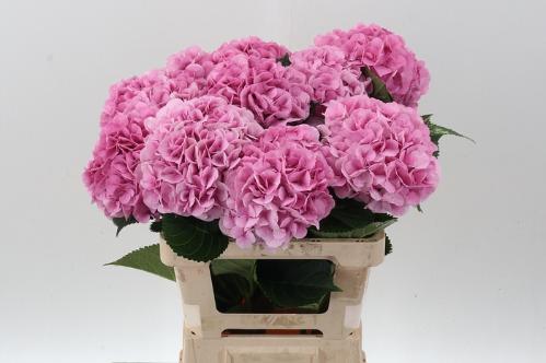 Hydrangea macrophylla My Beautiful Vienna