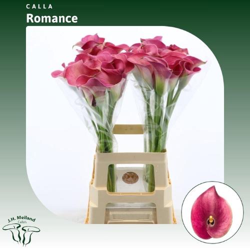 Zantedeschia 'Captain Romance'