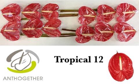 Anthurium Andreanum Grp 'Tropical'
