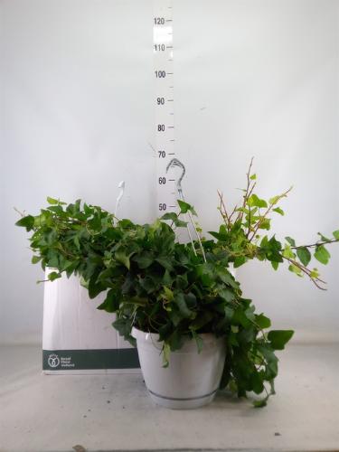 Hedera helix 'Mein Herz'