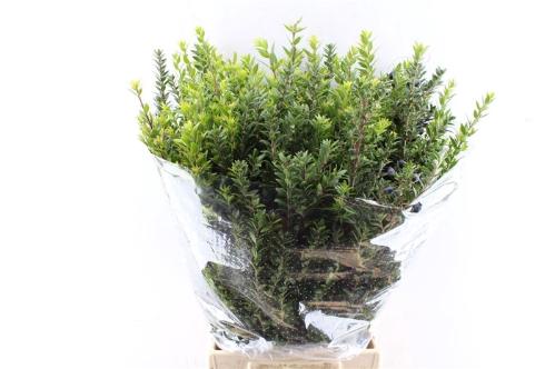 Myrtus overig met bes