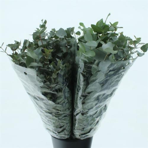 Eucalyptus per bos cinerea
