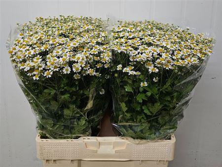 Tanacetum parthenium 'Single Vegmo'