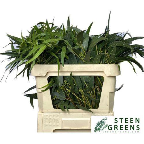 Eucalyptus exotica per bos