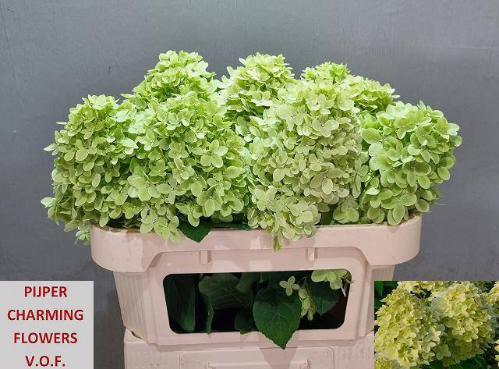 Hydrangea paniculata Magical Candle