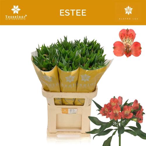 Alstroemeria Estee