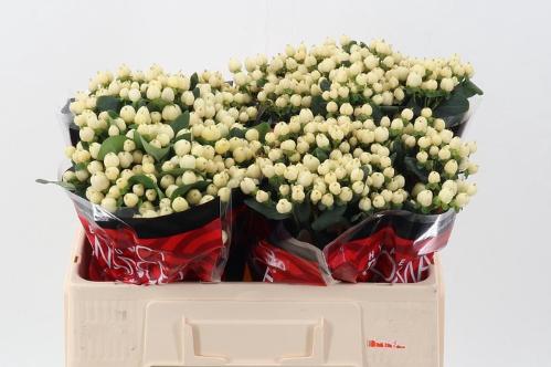 Hypericum androsaemum Cool Romance