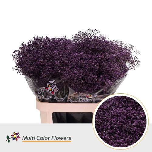 Gypsophila overig kleurbehandeld H%