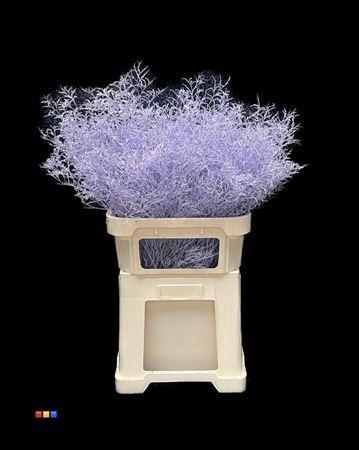 Limonium overig kleurbehandeld H%