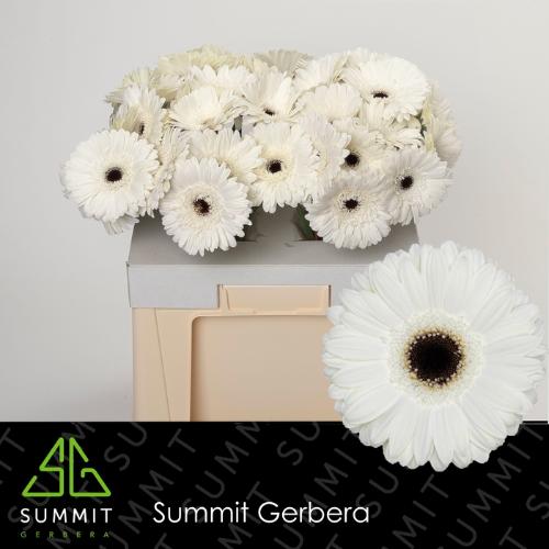 Gerbera grootbloemig 'White House'