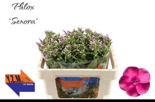 Phlox Paniculata Grp 'Cenura'