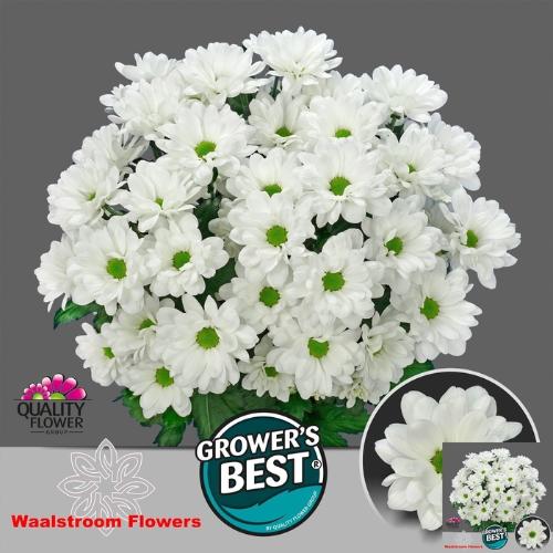 Chrysanthemum (Indicum Grp) tros Ilonka