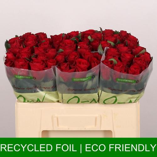 Rosa grootbloemig Red Tacazzi+