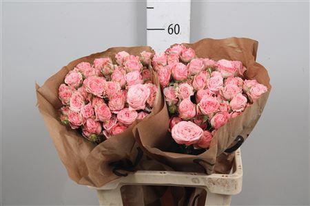 Rosa tros Madam Bombastic