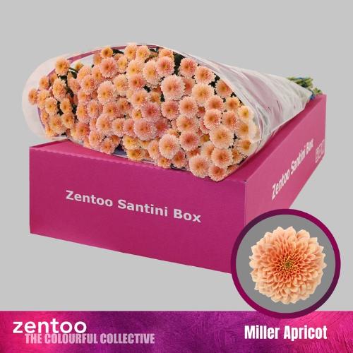 Chrysanthemum (Indicum Grp) tros santini Miller Apricot