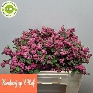 Symphoricarpos (Pink Berry Grp) Magical Ruby Giant