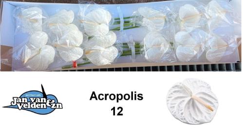 Anthurium Andreanum Grp 'Acropolis'