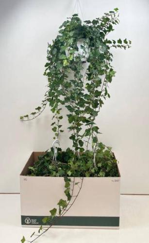 Hedera helix 'Wonder'