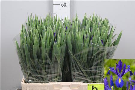 Iris (Hollandse Iris Grp) 'Blue Magic'
