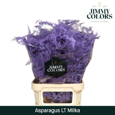 Asparagus overig kleurbehandeld H%