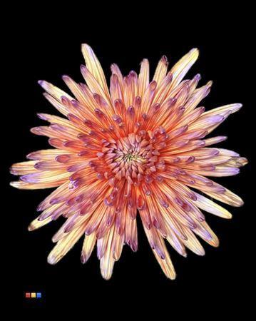 Chrysanthemum (Indicum Grp) geplozen Topspin kleurbehandeld H%