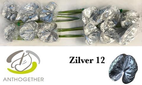 Anthurium Andreanum Grp kleurbehandeld H%