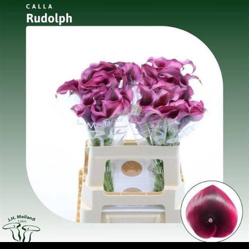 Zantedeschia 'Rudolph'