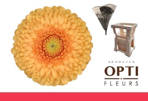 Gerbera mini bolvormig Pomponi Bunny