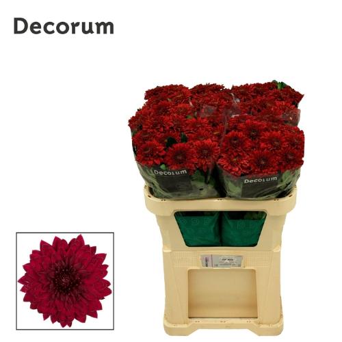 Chrysanthemum (Indicum Grp) geplozen Lamira Red