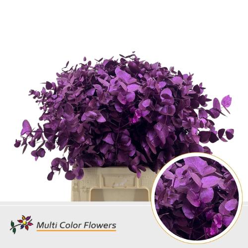 Eucalyptus cinerea kleurbehandeld per bos H%