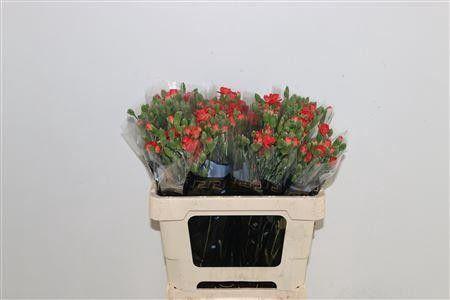 Dianthus tros Orange Limbo