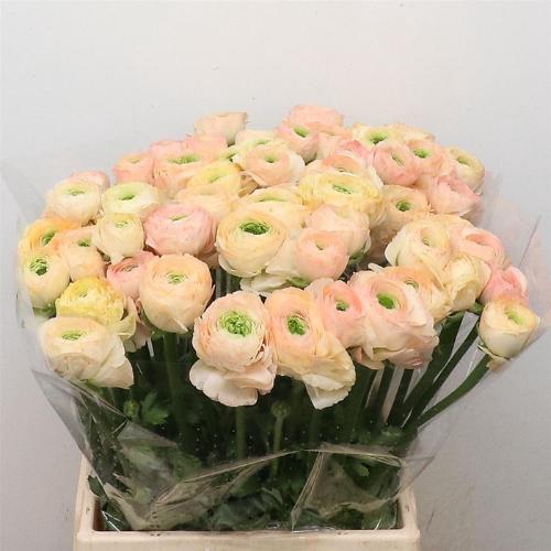 Ranunculus asiaticus Success Tuareg