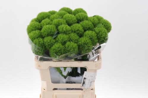 Dianthus barbatus Kiwi Mellow