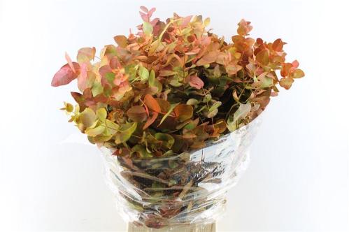 Eucalyptus kleurbehandeld per bos H%