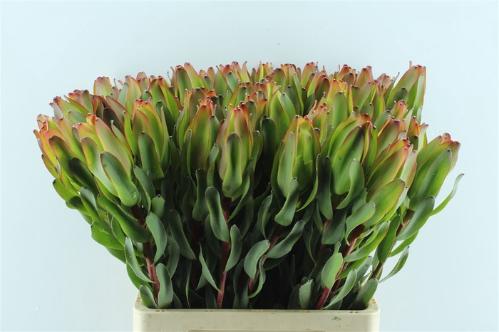 Leucadendron 'Laurel Yellow'