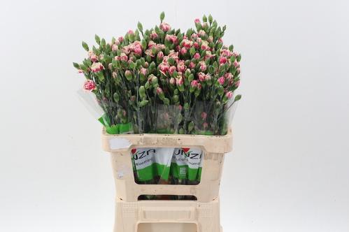 Dianthus tros overig