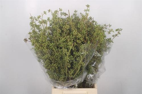 Decoratiegroen overig per bos