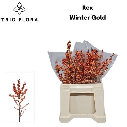 Ilex verticillata 'Winter Gold'