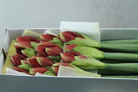 Hippeastrum Galaxy Grp 'Ferrari'