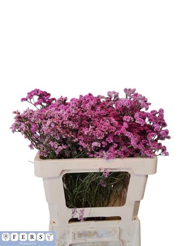 Limonium sinensis Princess Diamond